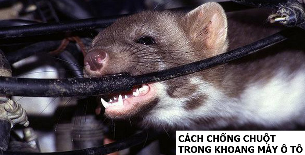 Bí quyết chống chuột đuổi chuột diệt chuột trong khoang máy ô tô hiệu quả bất ngờ